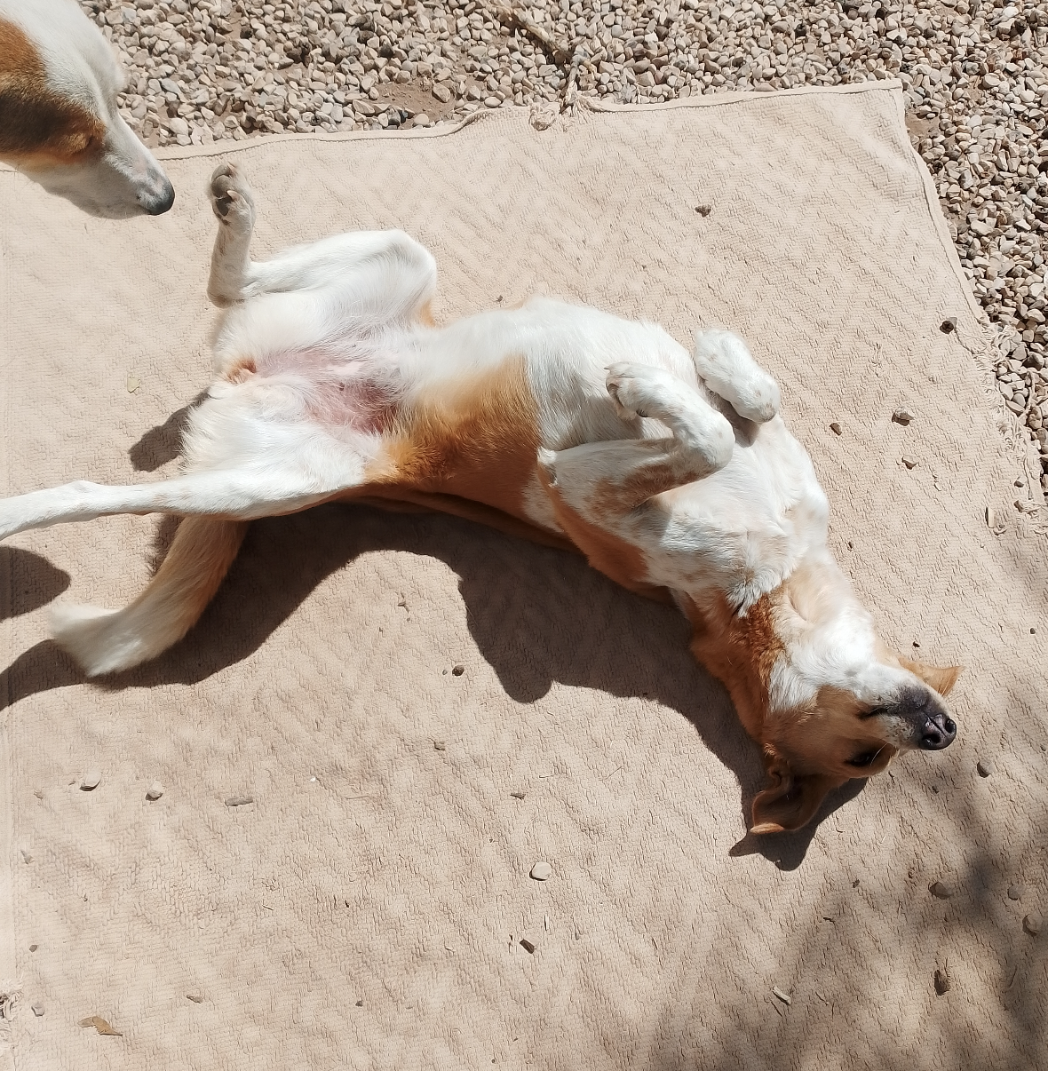 médiation animale canine Bordeaux et Maroc - Marrakech Essaouira