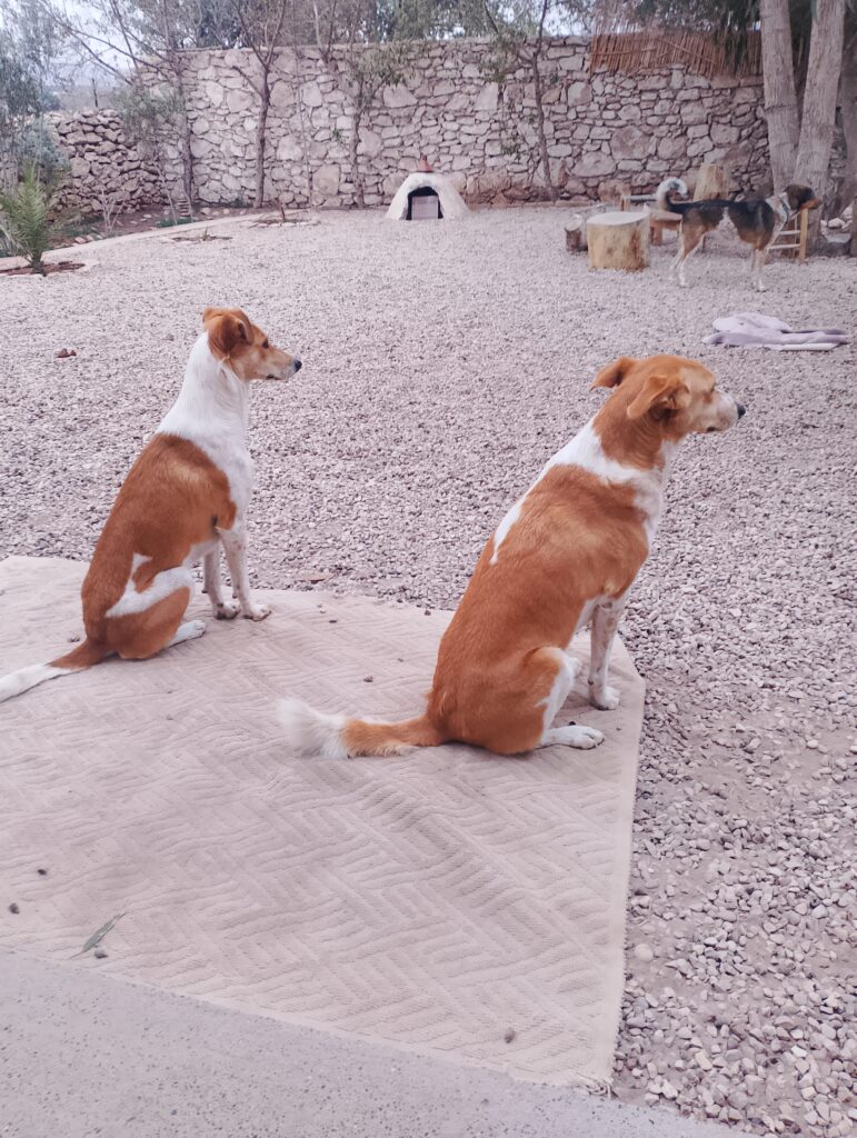 médiation animale canine Bordeaux et Maroc - Marrakech Essaouira