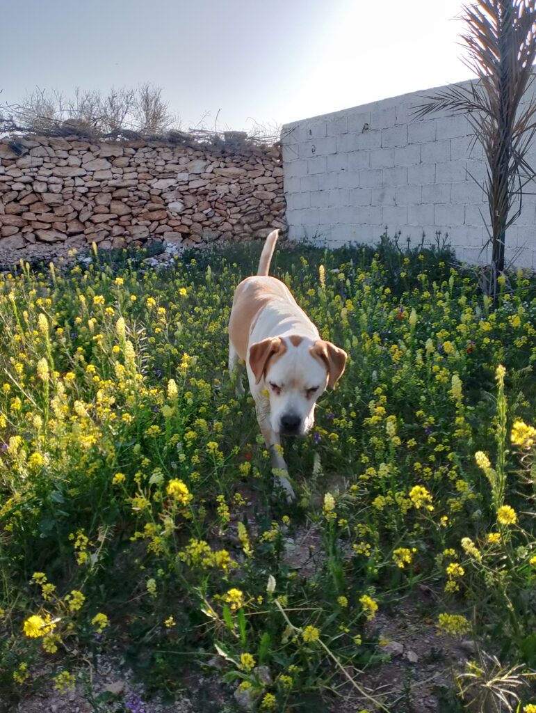 canin